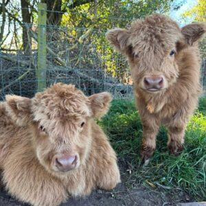 Meet Oakley and Dixie – Our Adorable Miniature Highland Cows for Sale