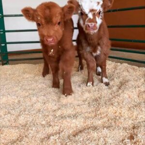Meet Clementine & Cullen – Our Adorable Miniature Highland Calves for Sale