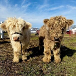 Meet Cora and Weston Available Pair Mini Highland Cows For Sale