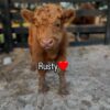 Rusty, our bold and beautiful Mini Highland bull calf with rich coloring, excellent genetics, and a confident, friendly disposition. With his striking coat and solid frame,