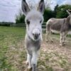 Meet Violet Our adorable Female Mini Donkey For Sale