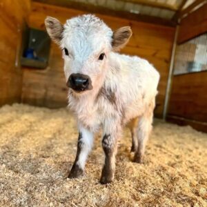 Meet Mia | Our female miniature highland calf for sale - Book now for reservation