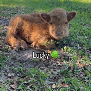 Say hello to Lucky – a truly special Mini Highland bull calf with a big personality and strong, compact conformation. With his rich Highland coat, alert eyes, and confident demeanor, Lucky is destined to become a standout herd sire or the centerpiece of your small farm.