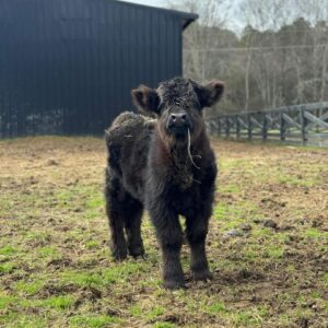 Meet Skye | Our Female Mini Highland Cow For Sale